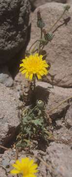 Image of Fendler's desertdandelion