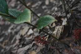 Image of Renealmia mexicana Klotzsch ex Petersen