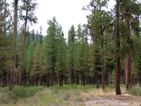 Image of ponderosa pine