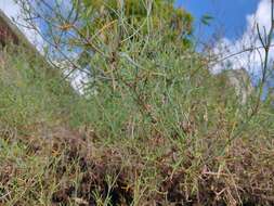 Rumex hastatus D. Don resmi