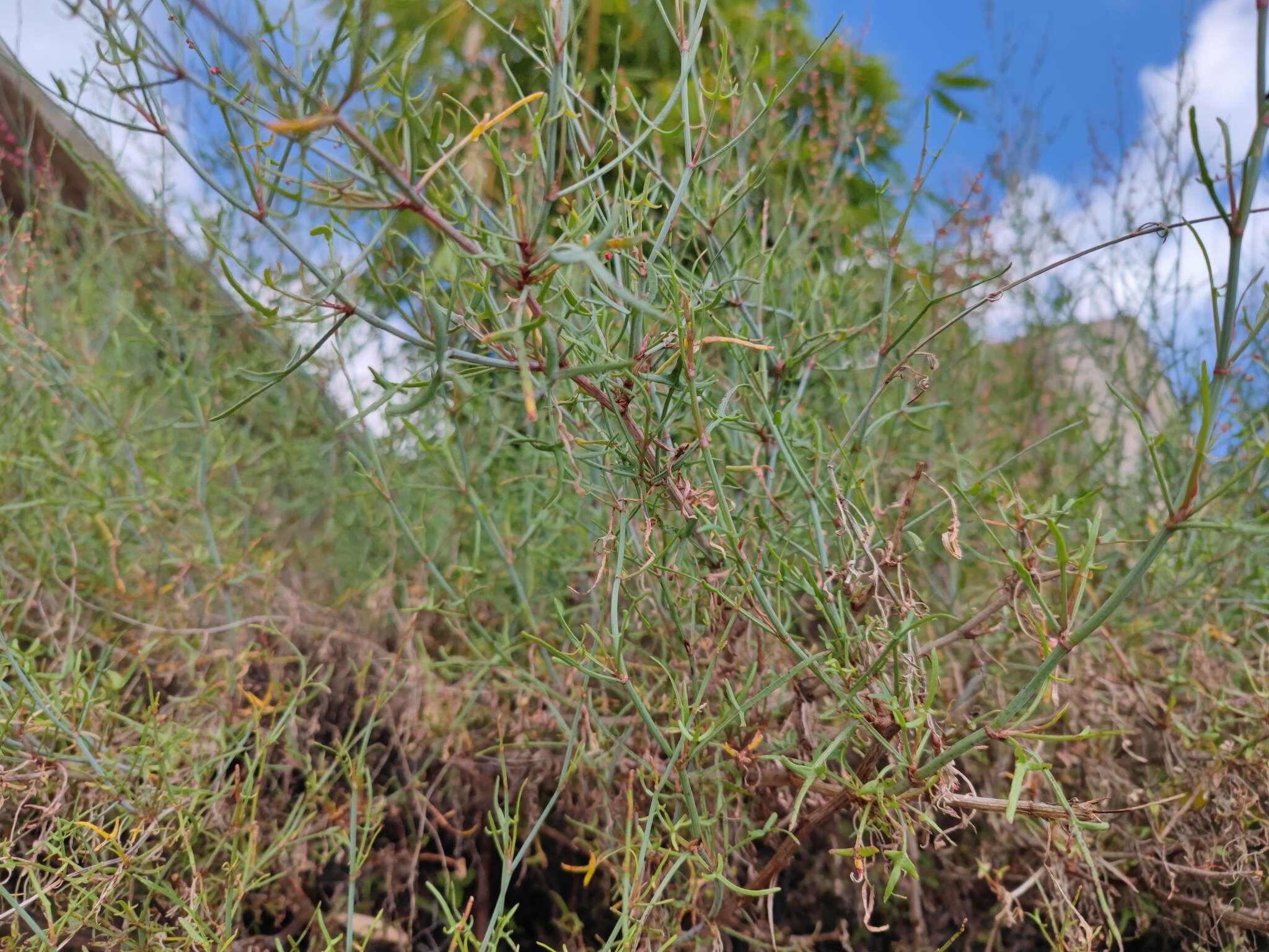 Rumex hastatus D. Don resmi