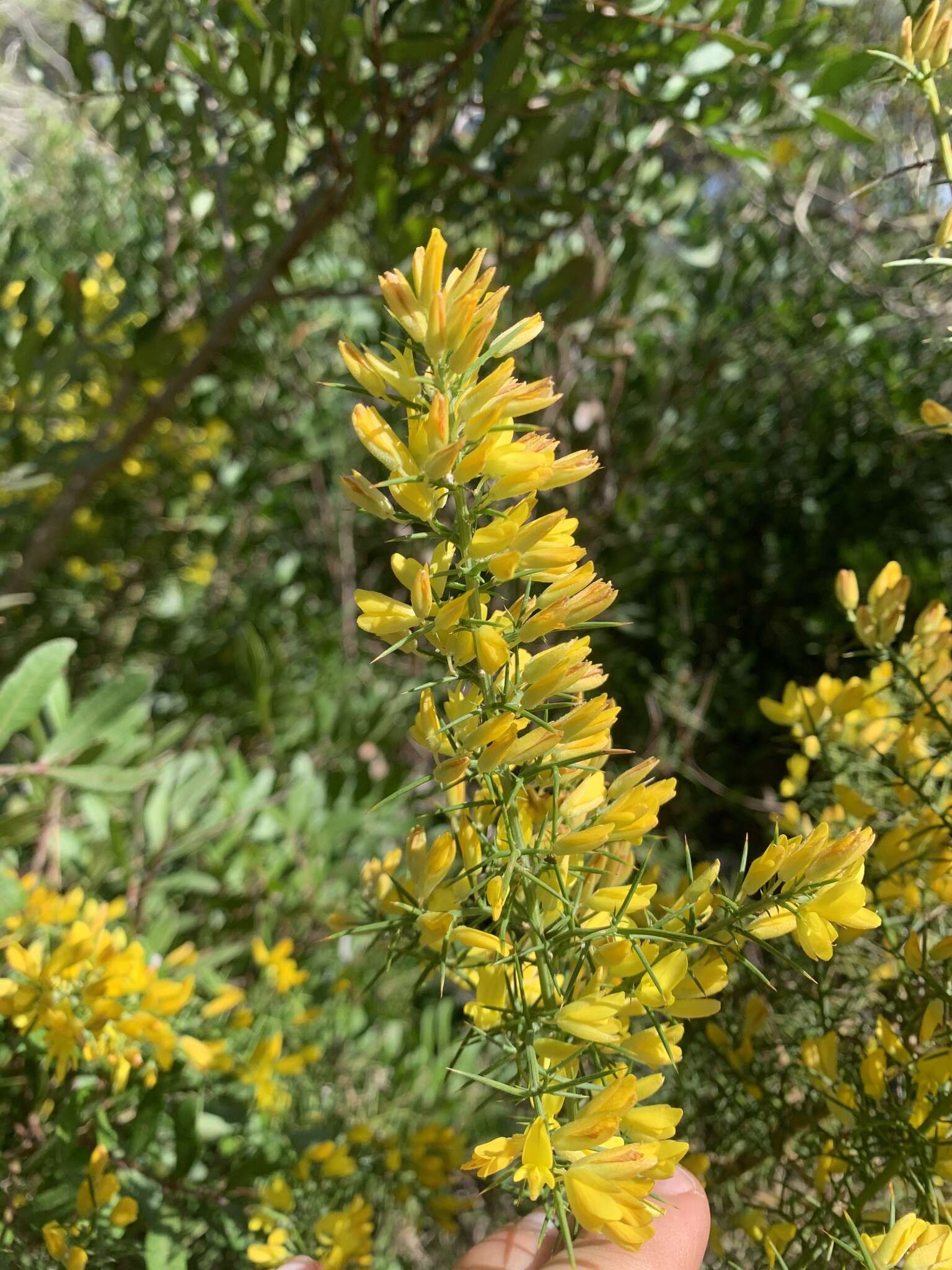 Image de Ulex parviflorus Pourr.