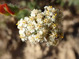 Image of Achillea odorata L.