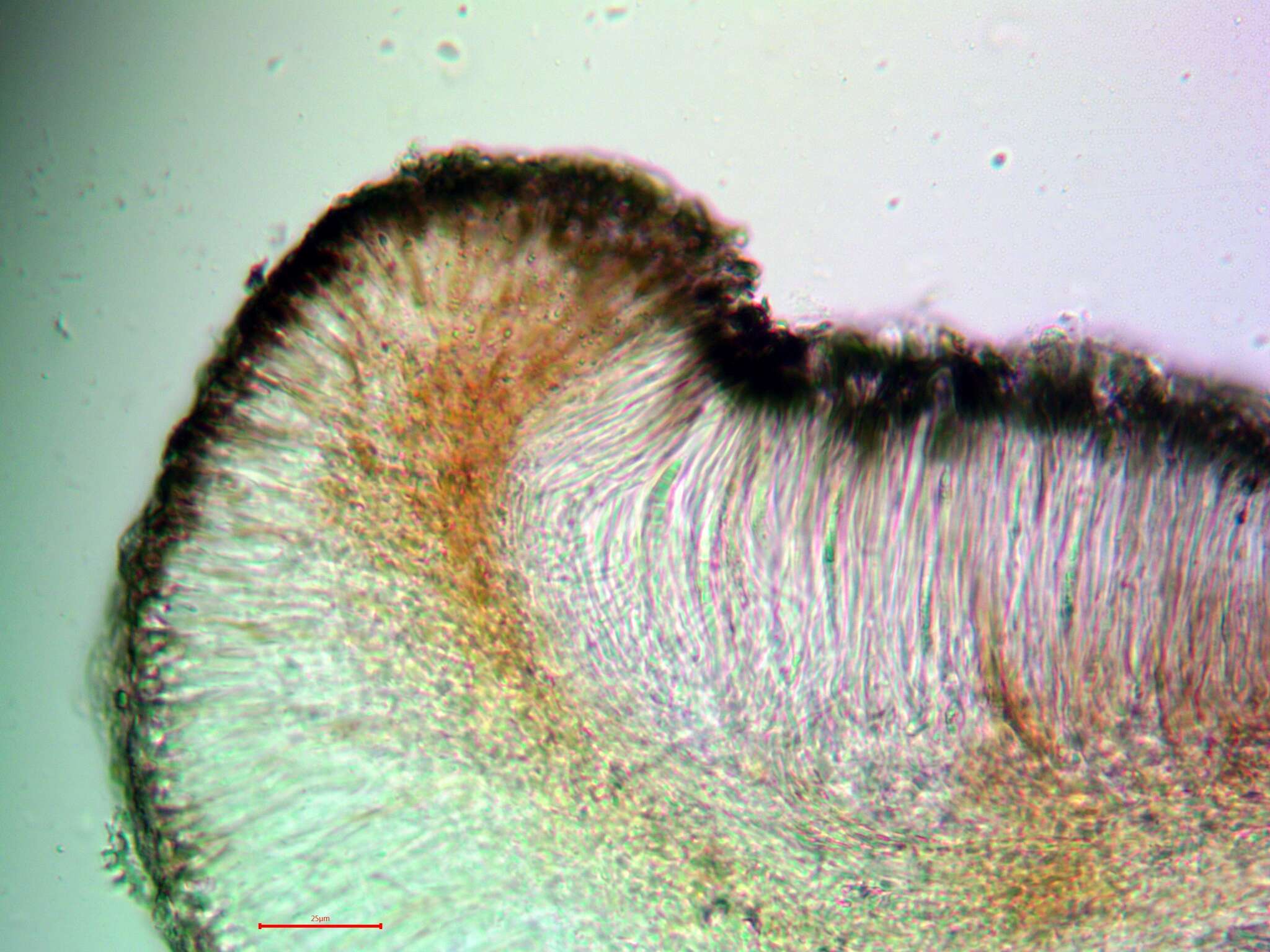 Image of Bacidia heterochroa (Müll. Arg.) Zahlbr.