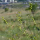 Image of Galagania tenuisecta (Regel & Schmalh.) M. G. Vassiljeva & M. G. Pimenov