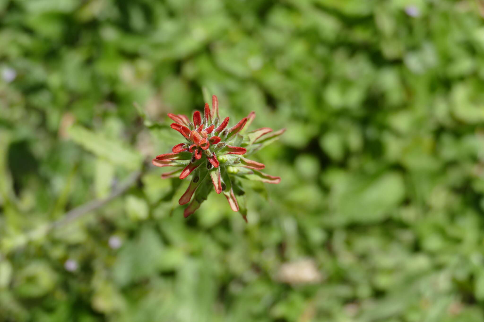 Image of Castilleja arvensis var. pastorei