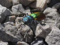 Image of Cicindela (Cicindela) scutellaris scutellaris Say 1823