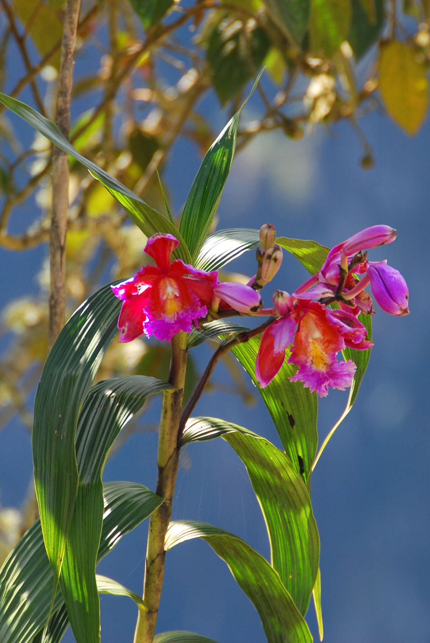 Plancia ëd Sobralia dichotoma Ruiz & Pav.