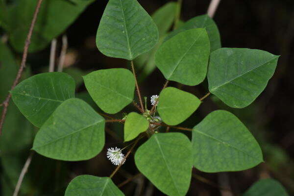 صورة Euphorbia eglandulosa V. W. Steinm.