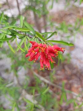 Image of Euphorbia pedilanthoides Denis