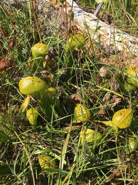 Image of California Pitcher Plant