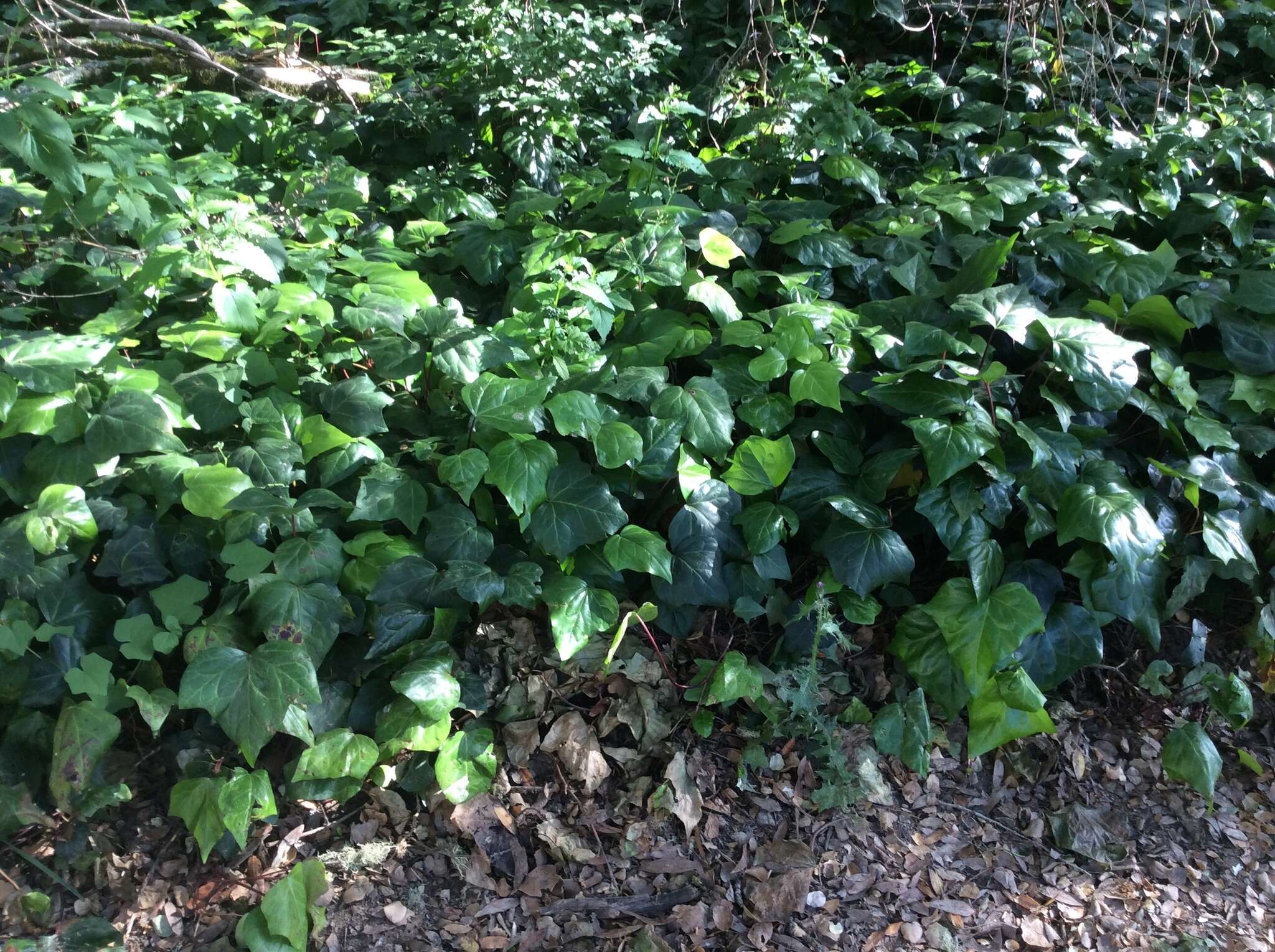 Image of Algerian ivy