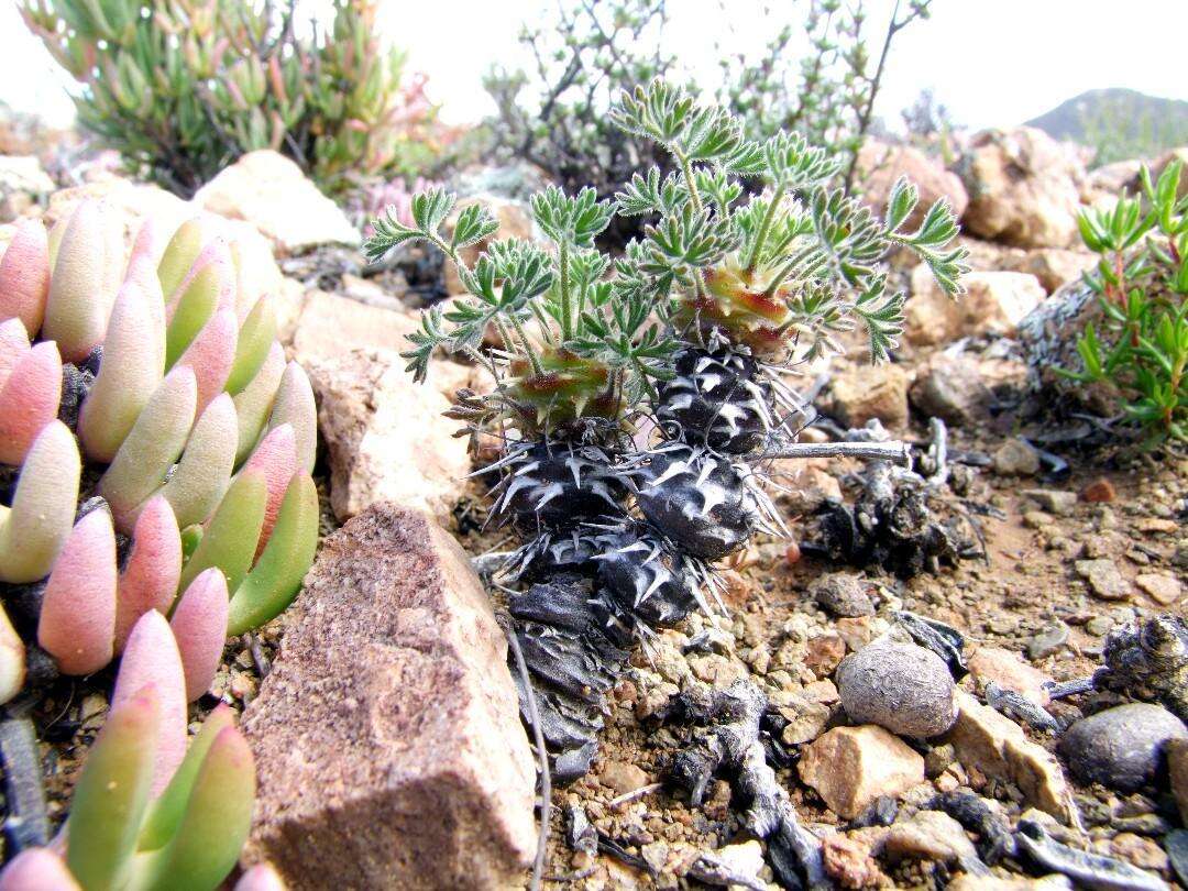 Image of Pelargonium hystrix Harv.