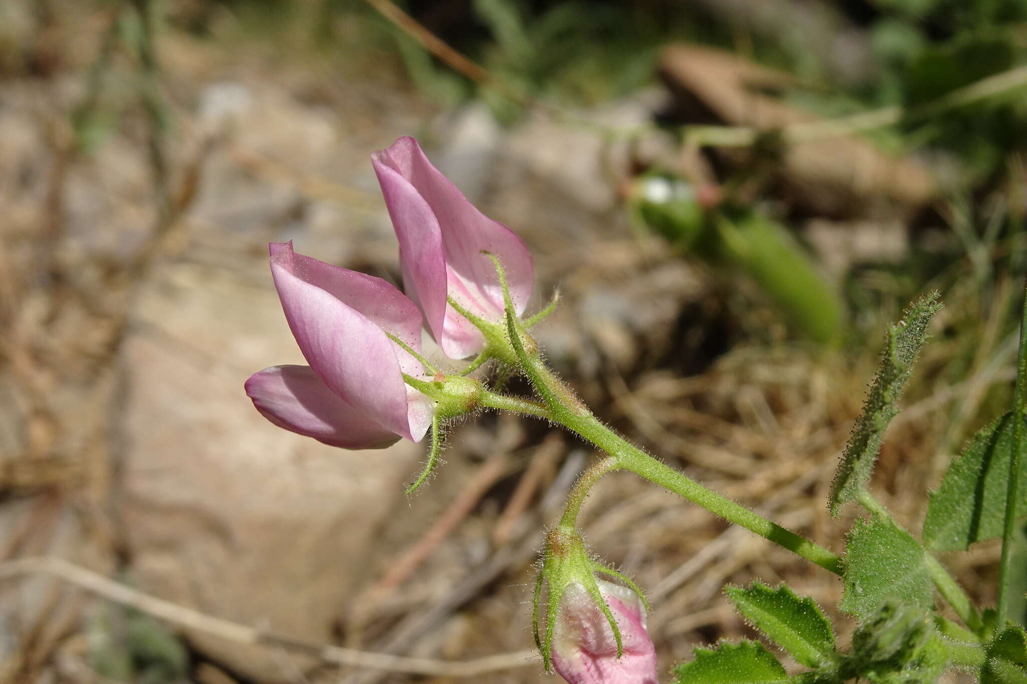 Ononis rotundifolia L.的圖片