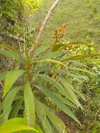 Imagem de Rhytidophyllum bicolor Urb.