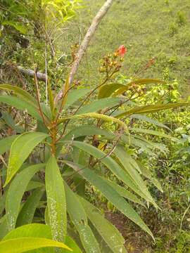 Imagem de Rhytidophyllum bicolor Urb.