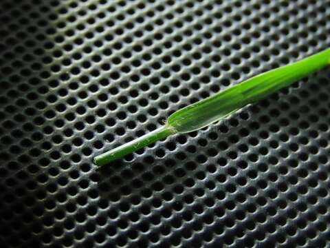 صورة Eragrostis tenuifolia (A. Rich.) Hochst. ex Steud.