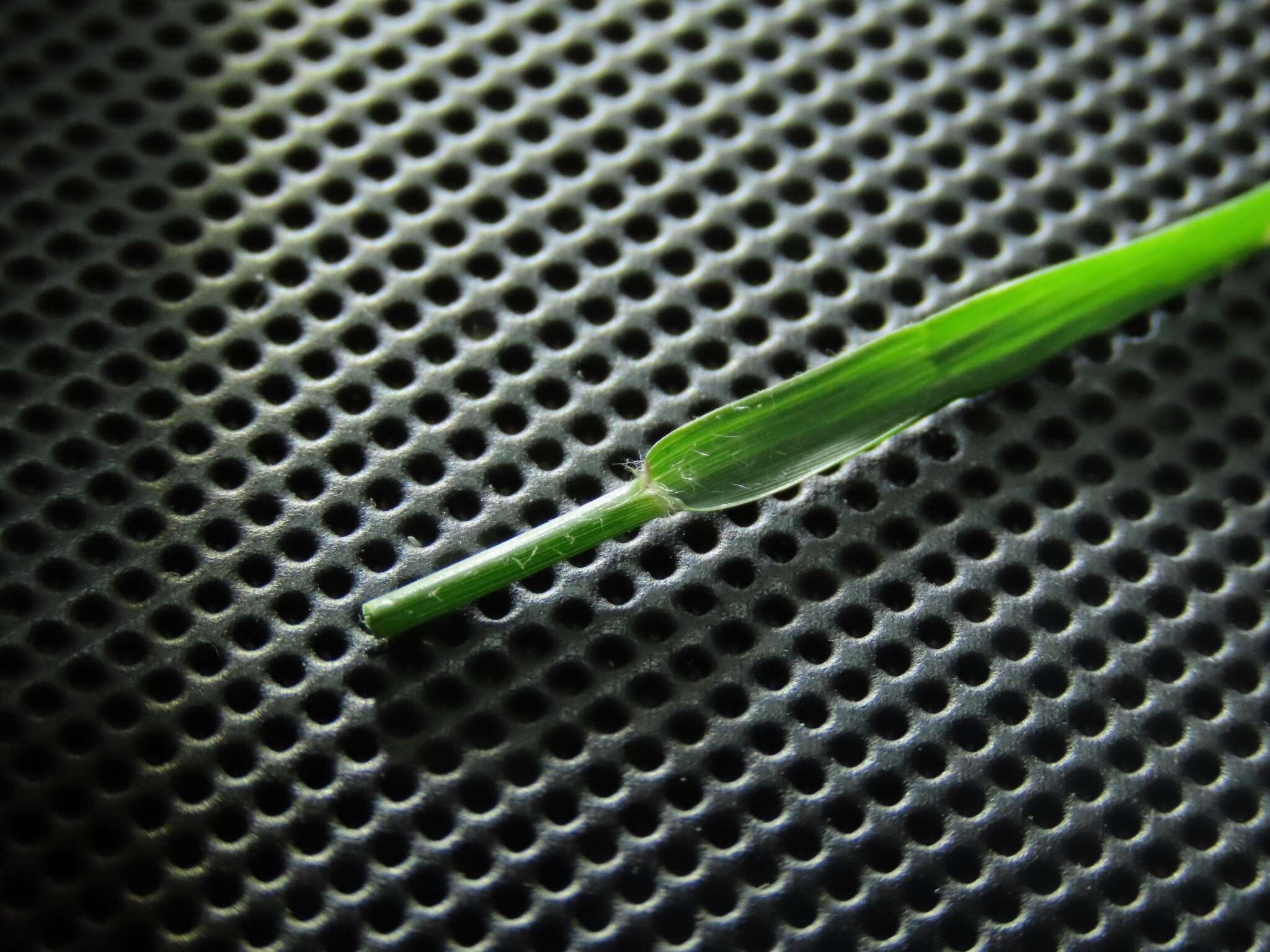 Image de Eragrostis tenuifolia (A. Rich.) Hochst. ex Steud.