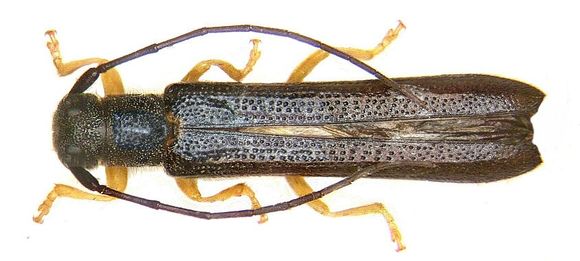 Image of <i>Oberea linearis</i> (Linné 1761)