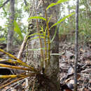 Dendrobium finetianum Schltr.的圖片