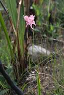 صورة Gladiolus virgatus Goldblatt & J. C. Manning