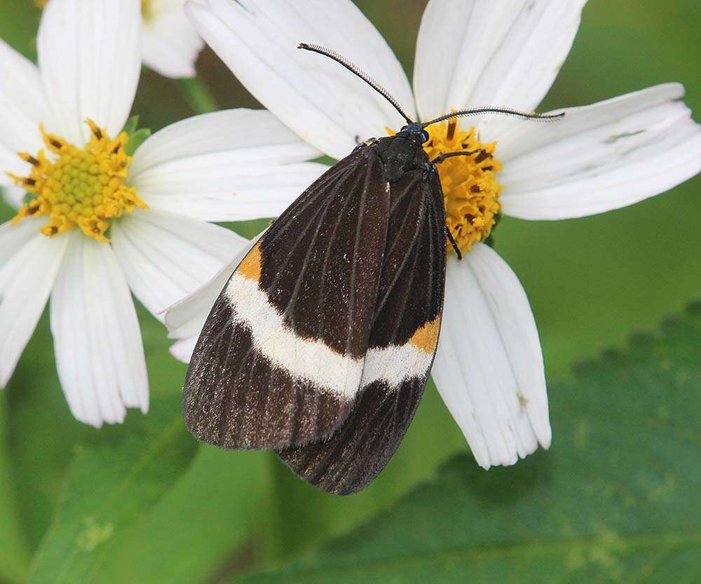 Sivun Pidorus albifascia Moore 1879 kuva