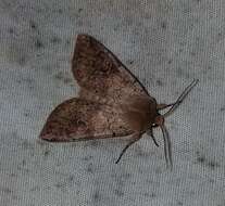 Imagem de Orthosia hibisci Guenée 1852