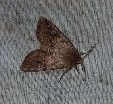 Imagem de Orthosia hibisci Guenée 1852