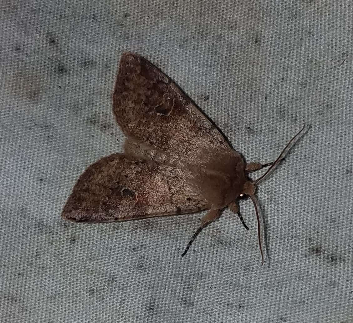 Imagem de Orthosia hibisci Guenée 1852