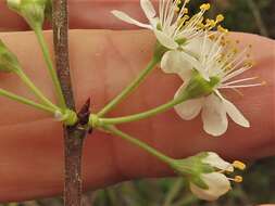 Imagem de Prunus gracilis Engelm. & Gray