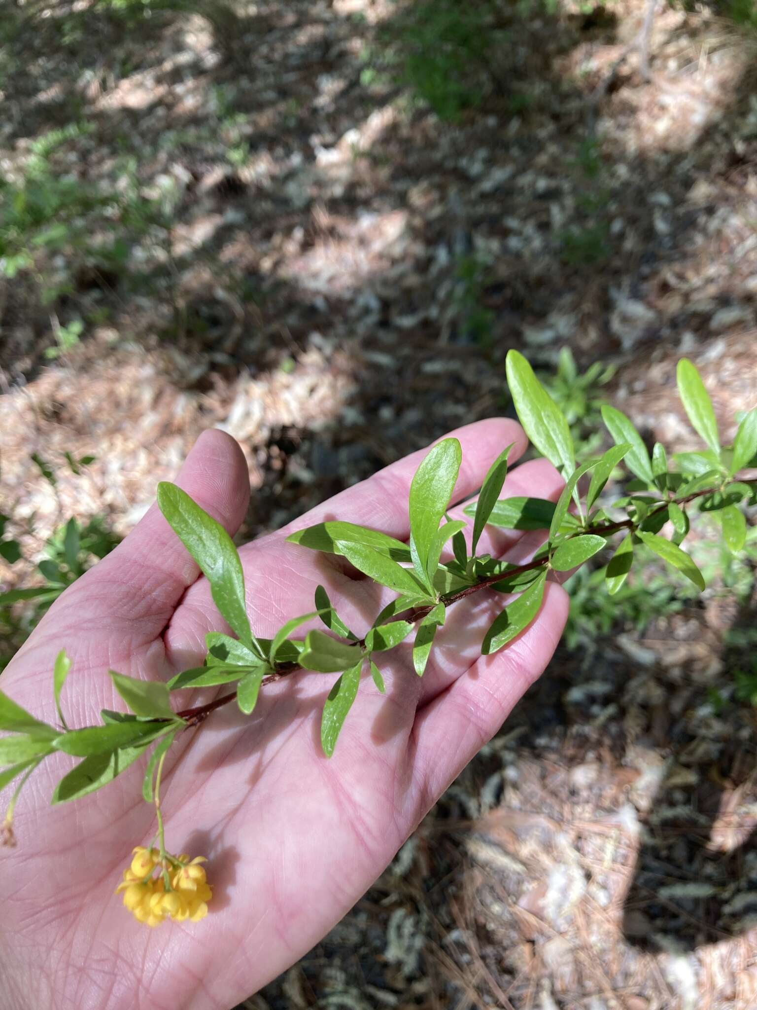 Plancia ëd Berberis fendleri A. Gray