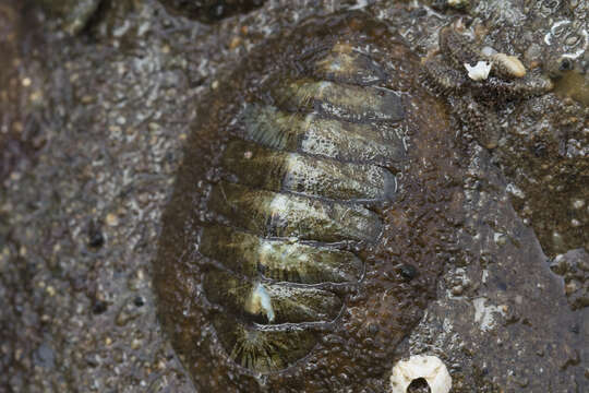 Image of Woody Chiton