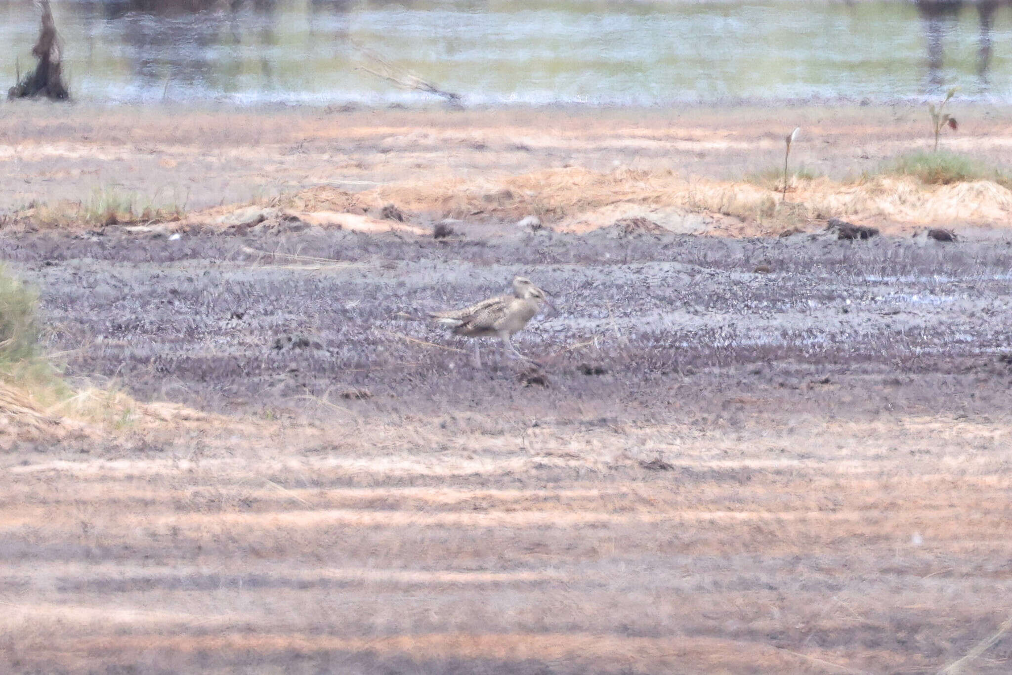 Image of Little Curlew