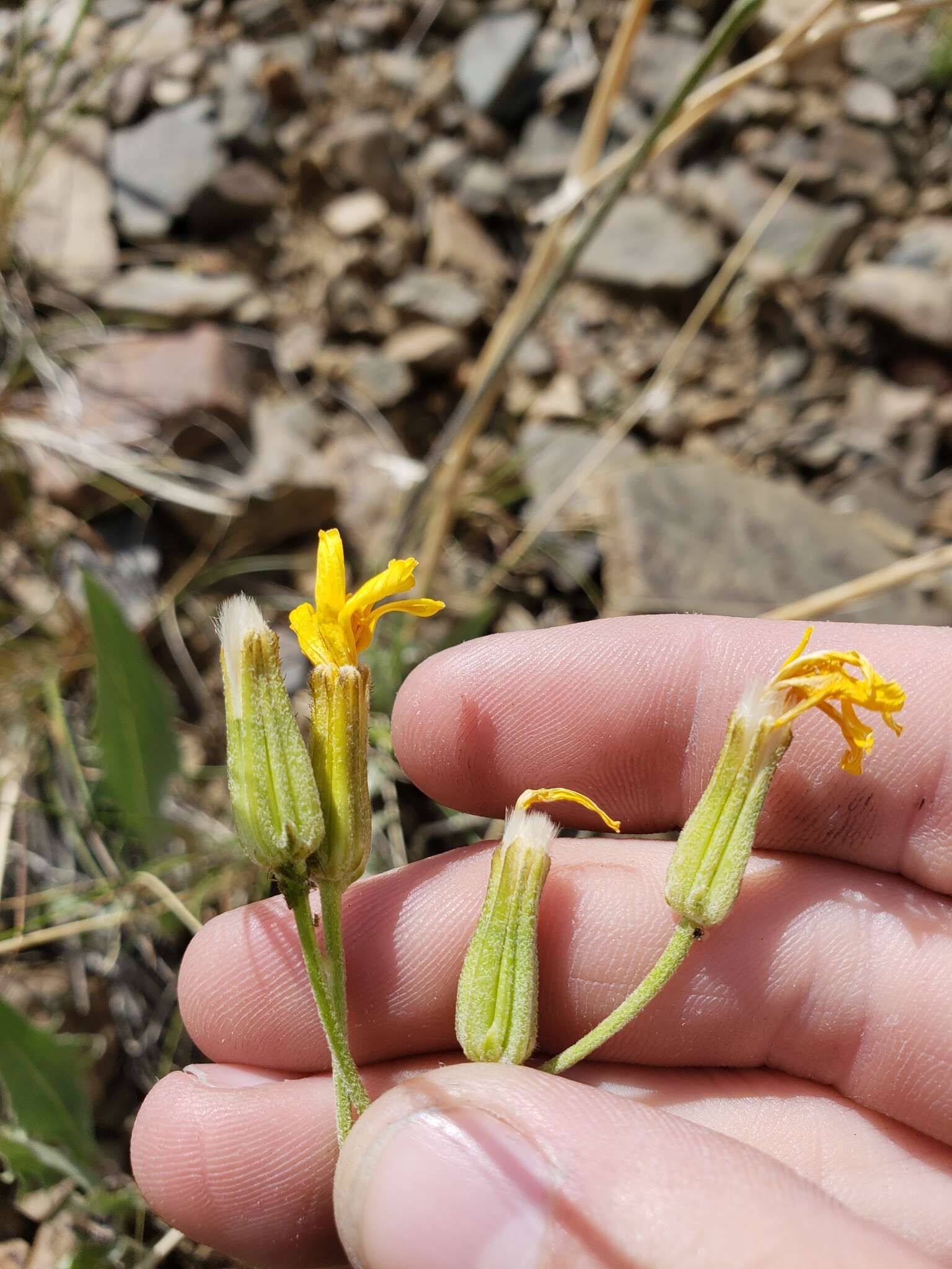 Image of limestone hawksbeard