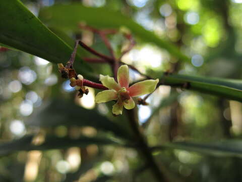 Image of Zygogynum semecarpoides (F. Müll.) W. Vink