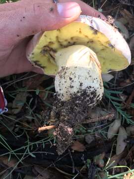 Butyriboletus pulchriceps (Both, Bessette & R. Chapm.) Kuan Zhao & Zhu L. Yang 2015的圖片