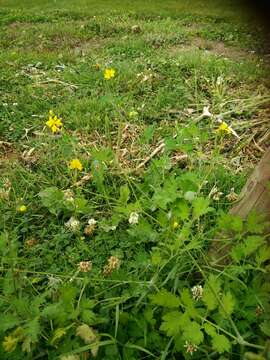 Image of Chelidonium majus subsp. majus