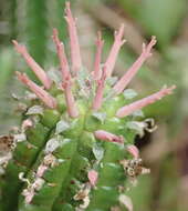 Слика од Euphorbia mammillaris L.