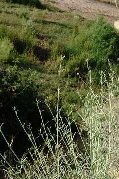 Image of Gypsophila capitata Bieb.