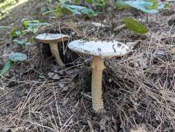 Image of Amanita gracilior Bas & Honrubia 1982