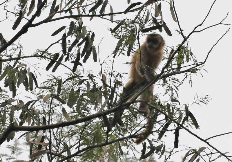 Image of Azaras’s Capuchin