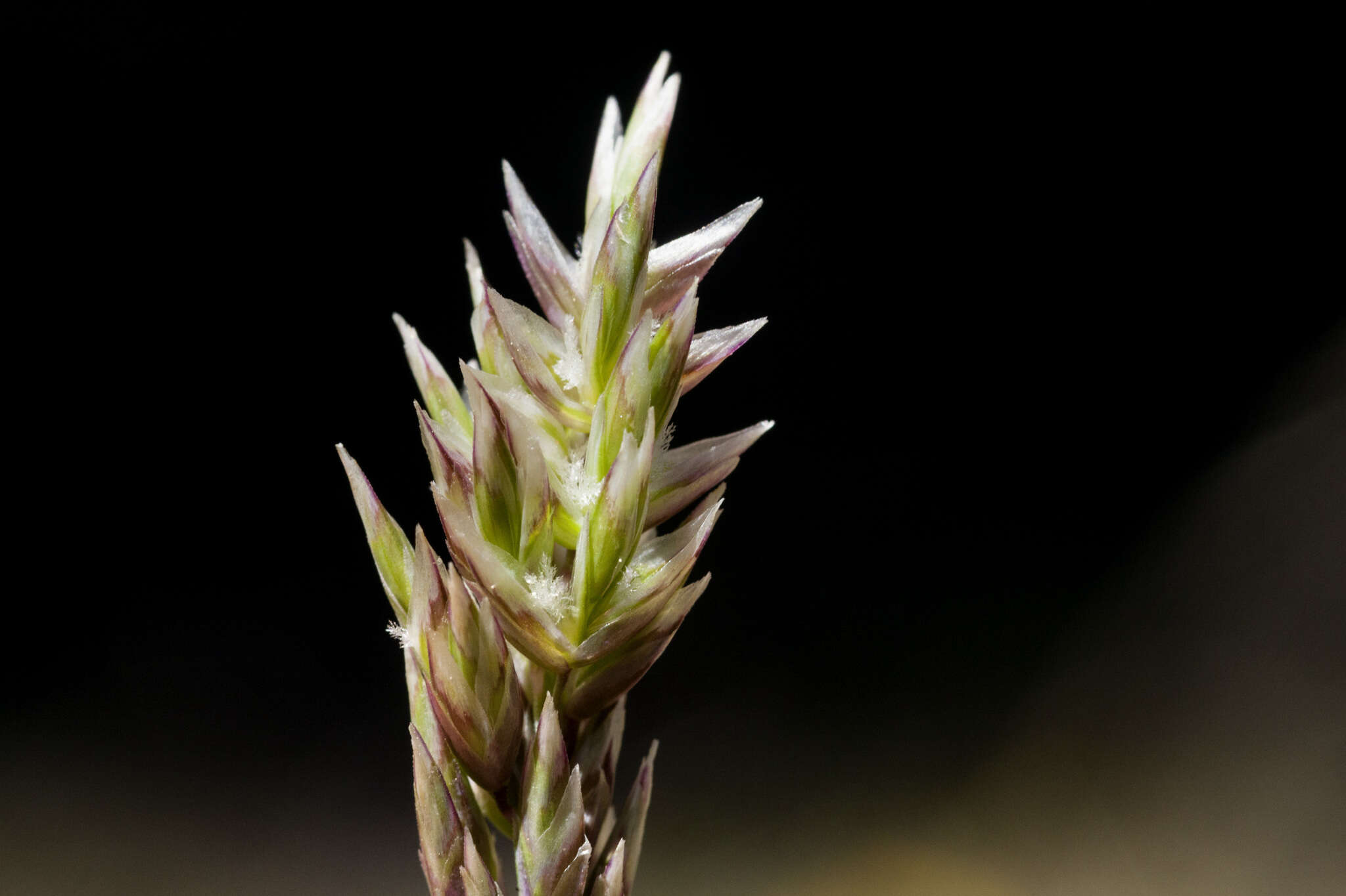 Plancia ëd Poa fendleriana (Steud.) Vasey