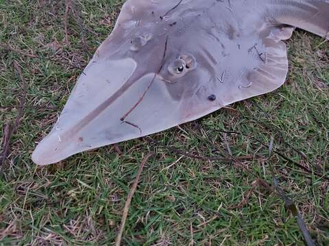 Image of Common Shovelnose Ray