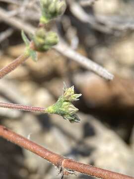 Image of Gregg's buckwheat