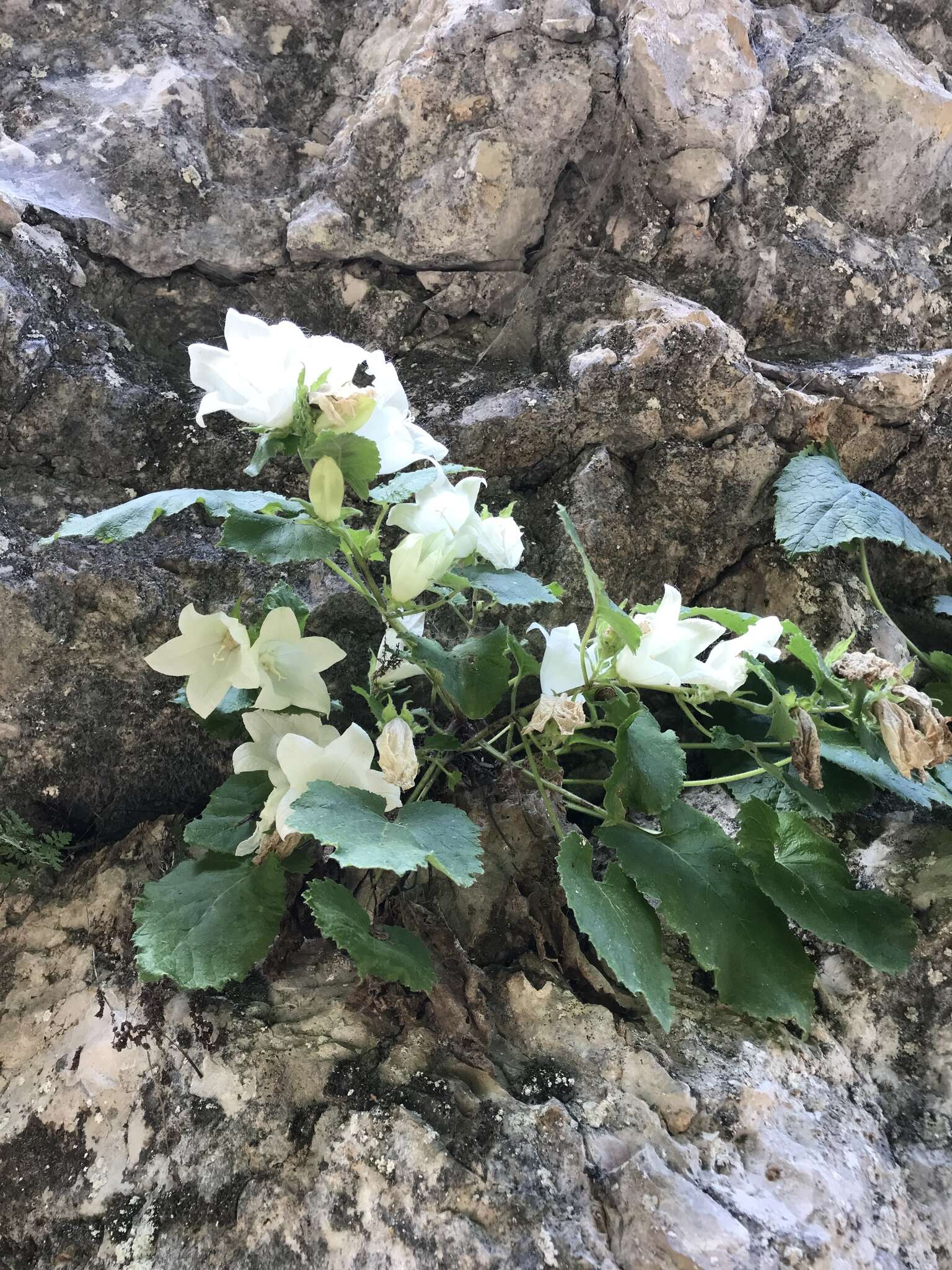 Image of Campanula pendula M. Bieb.