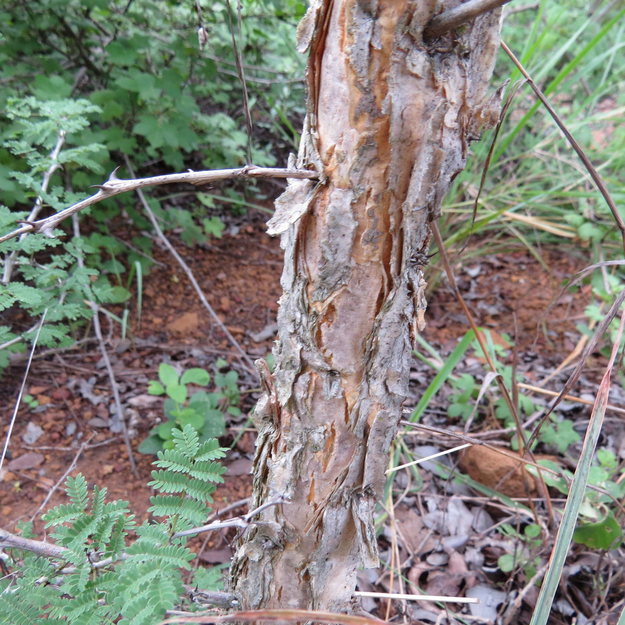 Image of gum arabic