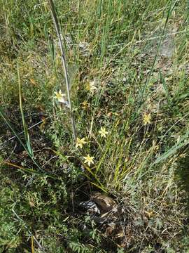 Image of Cook's triteleia