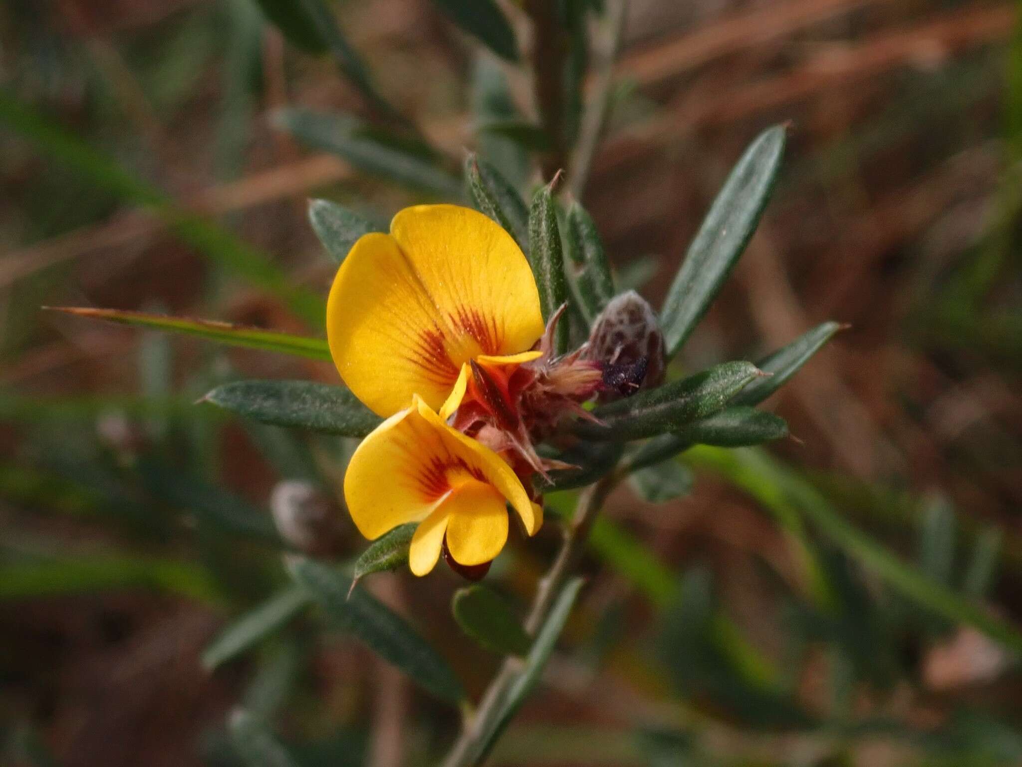 Слика од Pultenaea myrtoides Benth.