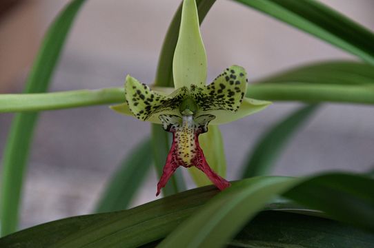Image of <i>Cymbidiella pardalina</i> (Rchb. fil.) Garay