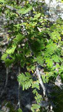 Image of Phyllanthus casticum P. Willemet